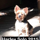 Harley Solo ..2015